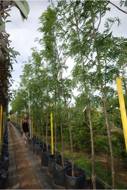 Горобина звичайна Додонг - 50л/вис.360-400см/Ø60-80см/ШТАМБ 140-160см/обхват 12-14см	